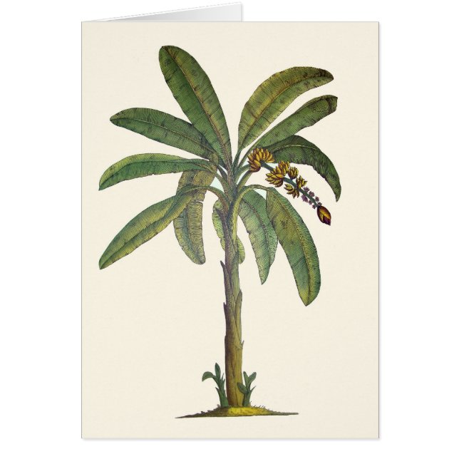 Bananier botanique (Devant)