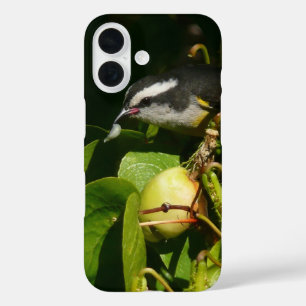 Bananquit-Vogel frisst tropische Fotografie iPhone 16 Hülle