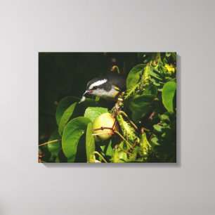Bananquit-Vogel frisst tropische Fotografie Leinwanddruck