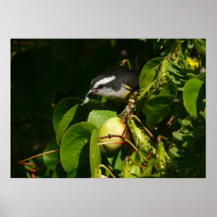 Bananquit-Vogel frisst tropische Fotografie Poster