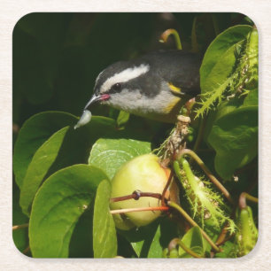 Bananquit-Vogel frisst tropische Fotografie Rechteckiger Pappuntersetzer