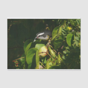 Bananquit-Vogel frisst tropische Fotografie Seidenpapier
