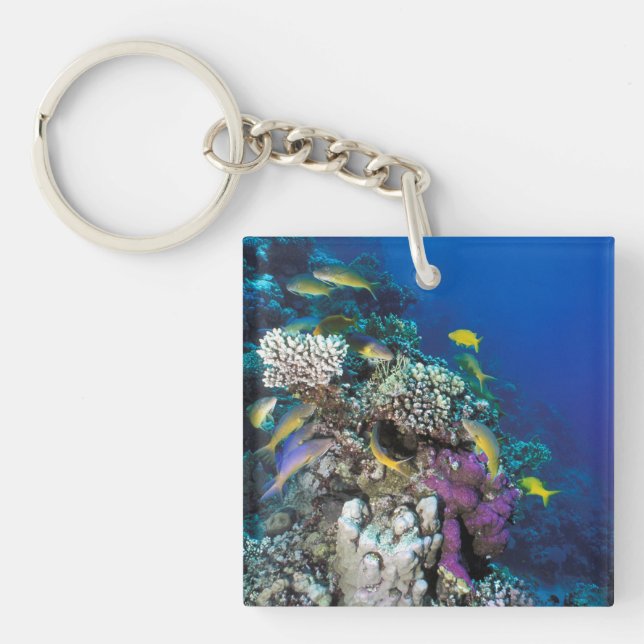 Banc de rougets autour d'un petit corail (Devant)