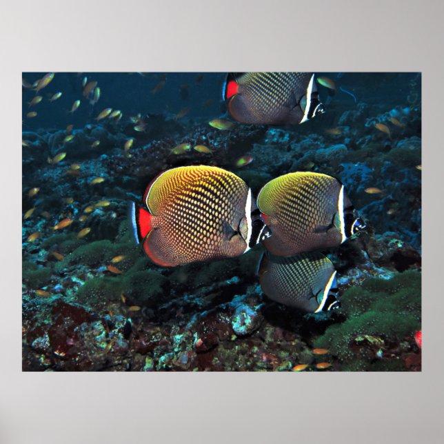 Band Head Butterflyfish II Poster (Vorne)