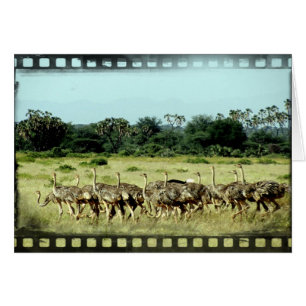 Bande de film Samburu Ostriches