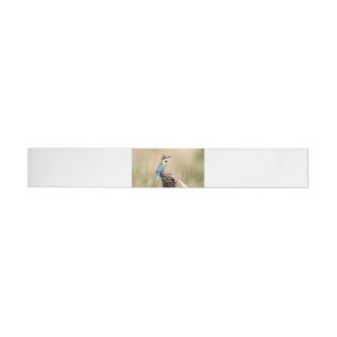 Bande Pour Adresse De Retour Bee-eater