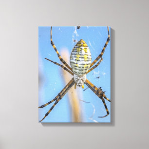 Banded Argiope Orb Weaver - Argiope trifasciata Leinwanddruck