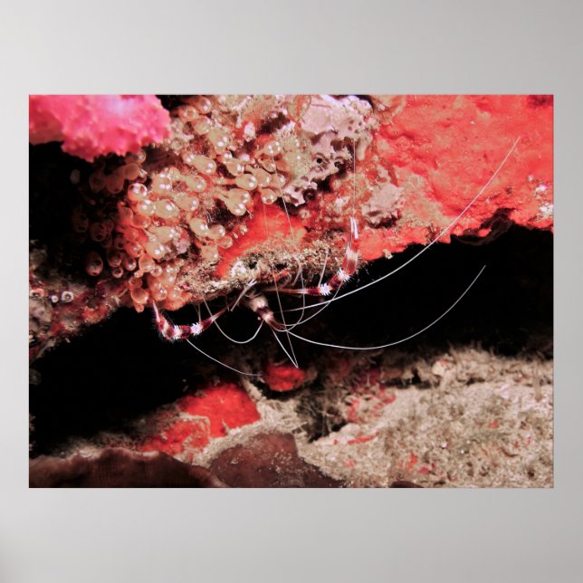 Banded Coral Shrimp Poster (Vorne)
