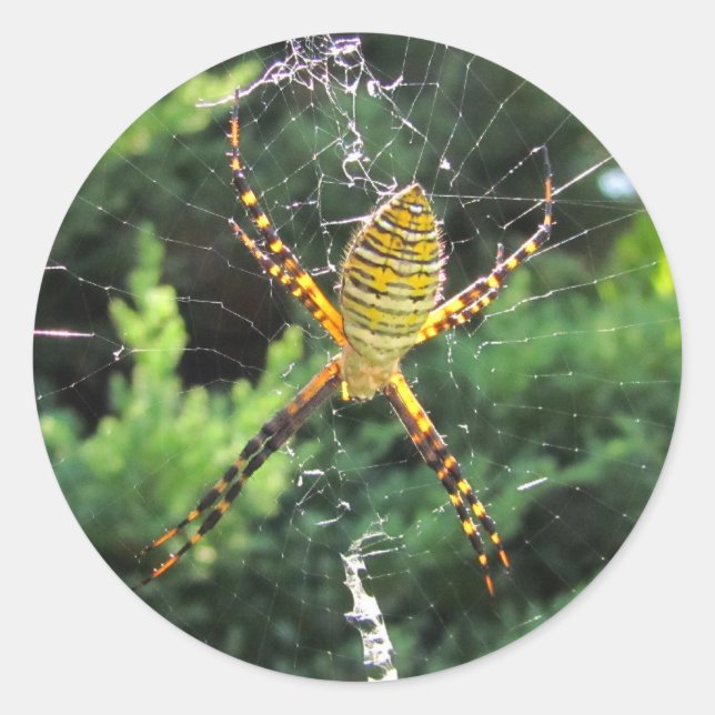 Banded Garden Spinne ~ Aufkleber (Vorderseite)