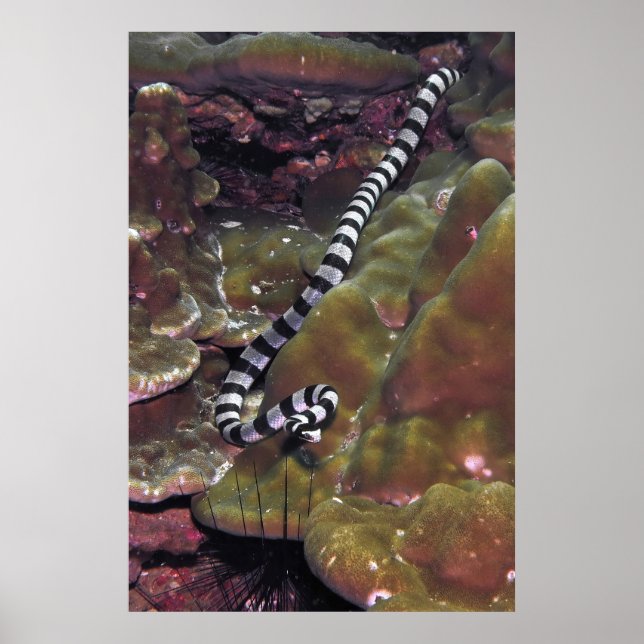 Banded Sea Snake Poster (Vorne)