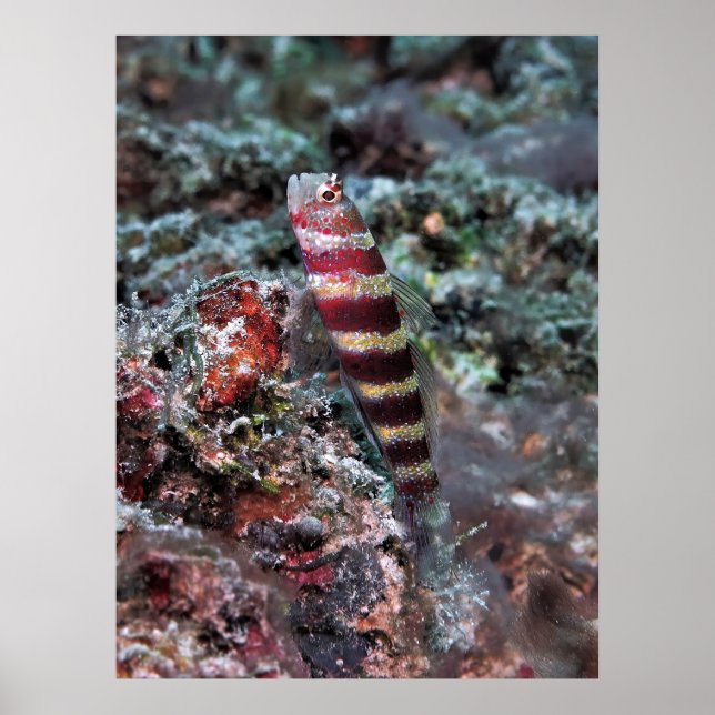 Banded Shrimp Goby Poster (Vorne)