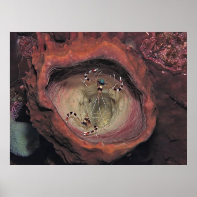 Bandenreiniger Shrimp-Paar Poster (Vorne)