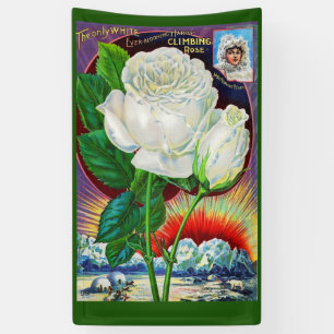 Banderoles Catalogue rose des années 1890 illustration Rose b