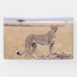 Banderoles Cheetah