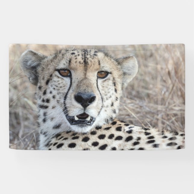 Banderoles Cheetah Portrait (Horizontal)