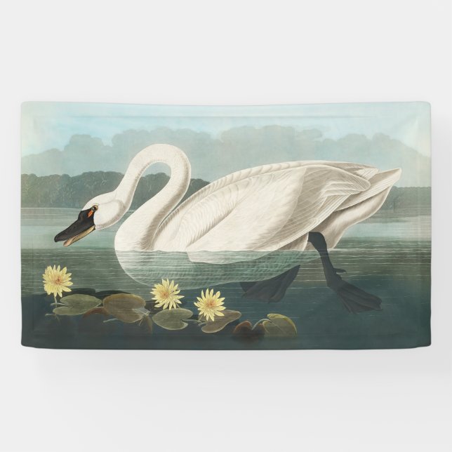 Banderoles cygne audubon cygnes d'eau blanche (Horizontal)