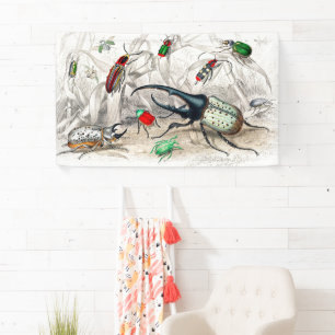 Banderoles Hercules Beetle, Scarabaeus Tityus, Stried