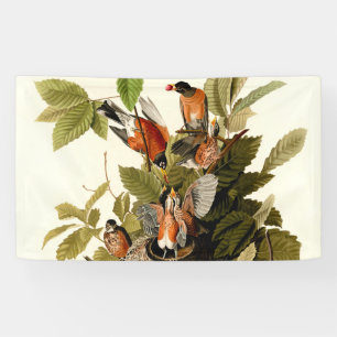 Banderoles Illustration Audubon American Robin Wildlife Bird