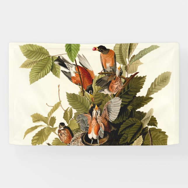 Banderoles Illustration Audubon American Robin Wildlife Bird (Horizontal)