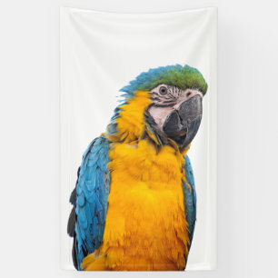 Banderoles Macaw bleu et or