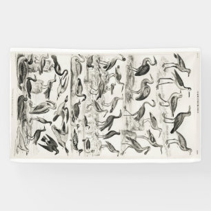 Banderoles Ornithologie noire et blanche Collection d'oiseaux