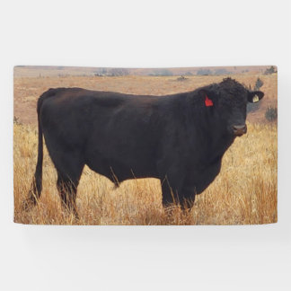 Banderoles Pâturage de Steer Black Angus avec son troupeau