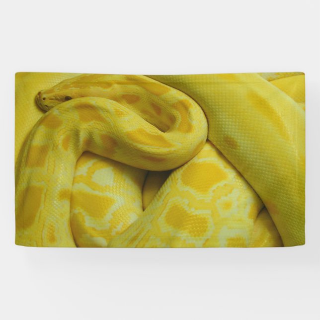Banderoles Python birman jaune (Horizontal)