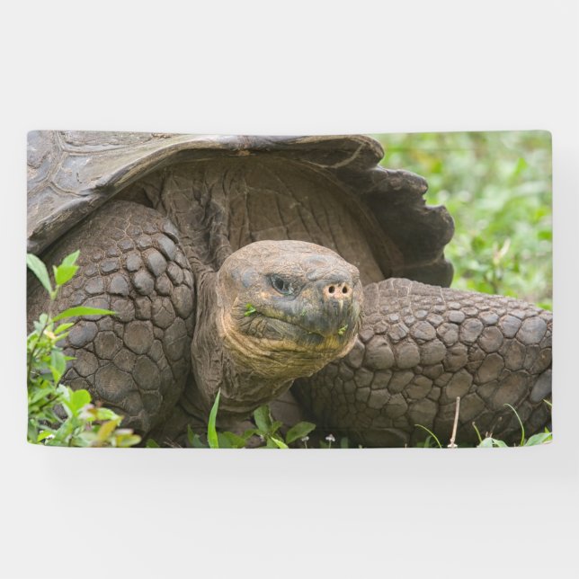 Banderoles Tortue géante (Horizontal)