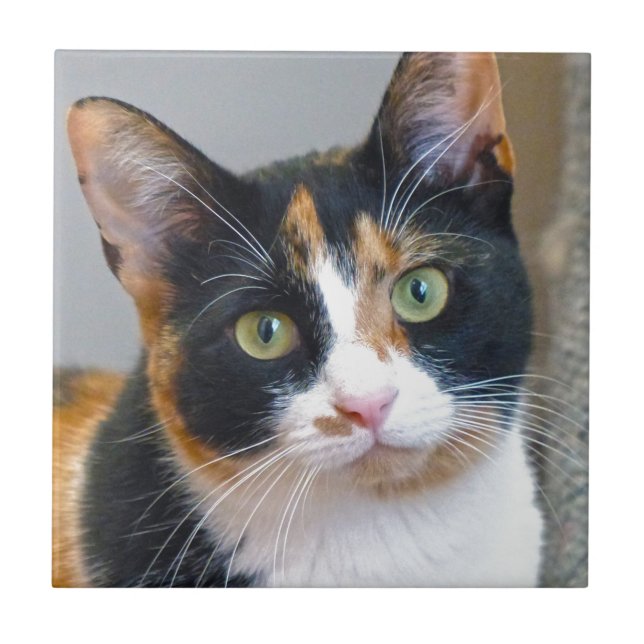 Bandit Fliese (Vorderseite)