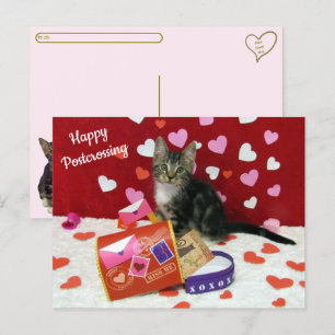 Bandit La Posttraversée du Chat La Carte Postale d