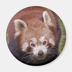 Bandit Magnet