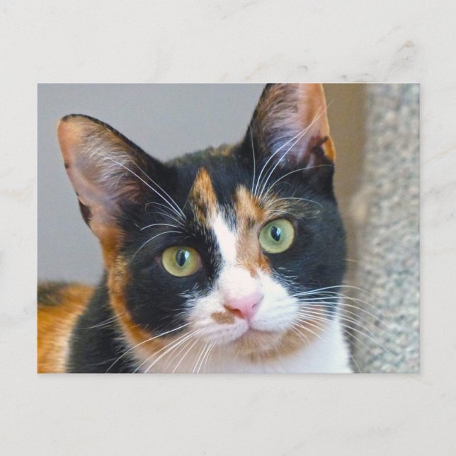Bandit Postkarte (Vorderseite)