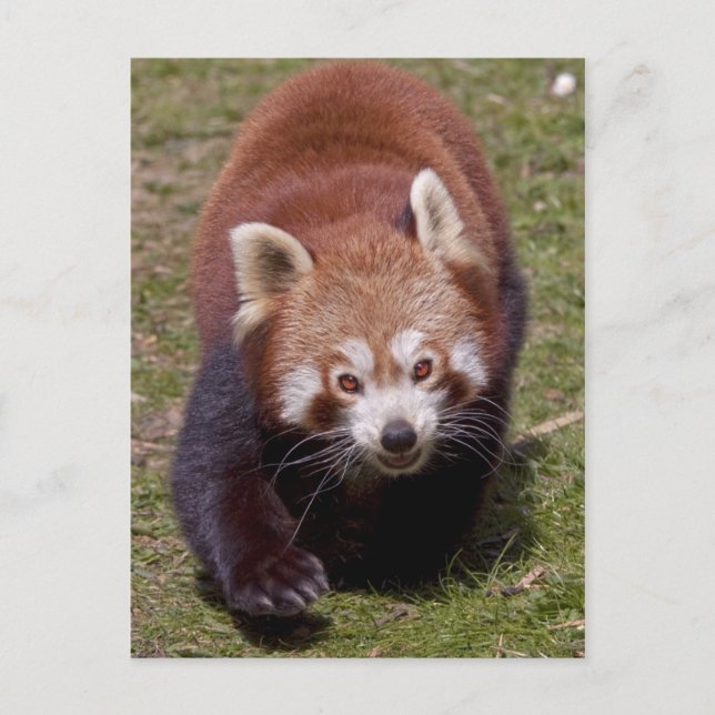 Bandit Postkarte (Vorderseite)