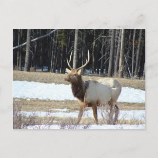 Banff Elk Postkarte