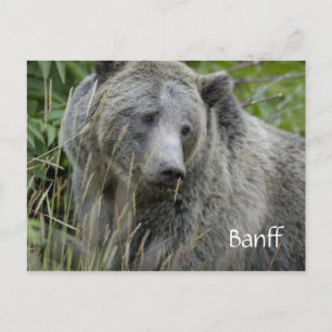 Banff-Grizzlybär-Postkarte Postkarte