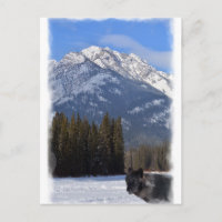 Banff Wolf im Winter mit Mt Kaskade