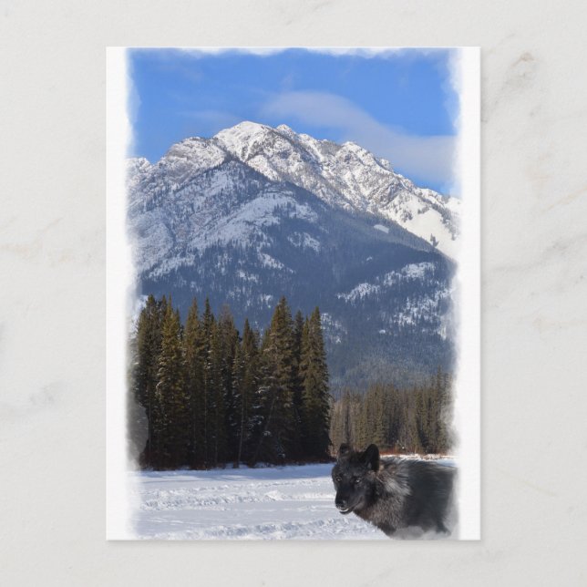 Banff Wolf im Winter mit Mt Kaskade Postkarte (Vorderseite)