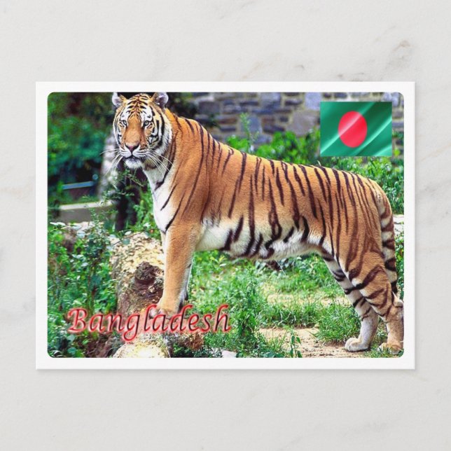 Bangladesch - The Royal Bengalisch Tigeri - Postkarte (Vorderseite)