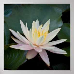 Bangladesch-Wasser-Lilie Poster