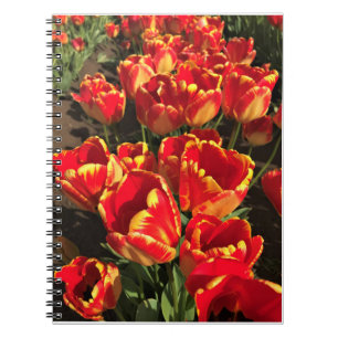 Banja Luka Tulips, Oregon Notizblock