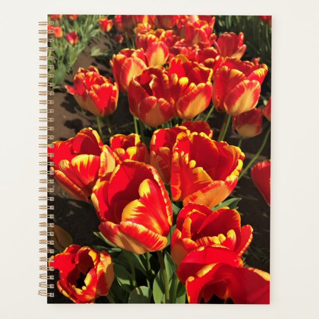 Banja Luka Tulips, Oregon Planer (Vorderseite)