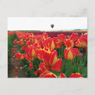 Banja Luka Tulpen auf einem Feld mit Heißluftballo Postkarte