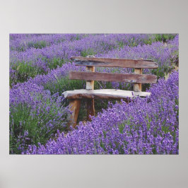 Bank im Lavendel postieren Poster