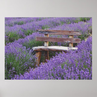 Bank im Lavendel postieren Poster