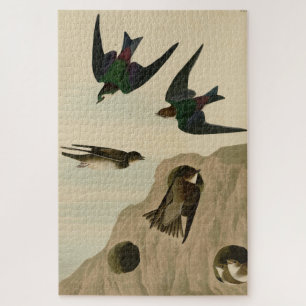 Bank, Violetgrüne Schwalben, Audubon Birds Amerika