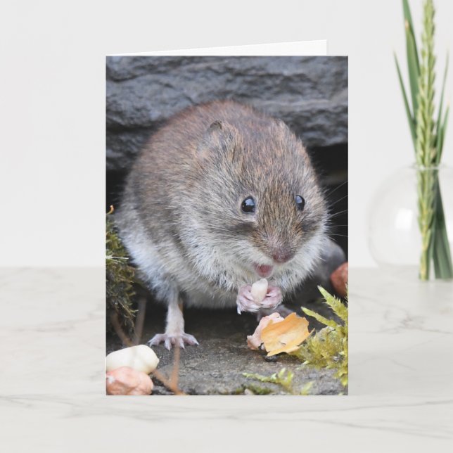 Bank vole scotland card karte (Vorderseite)