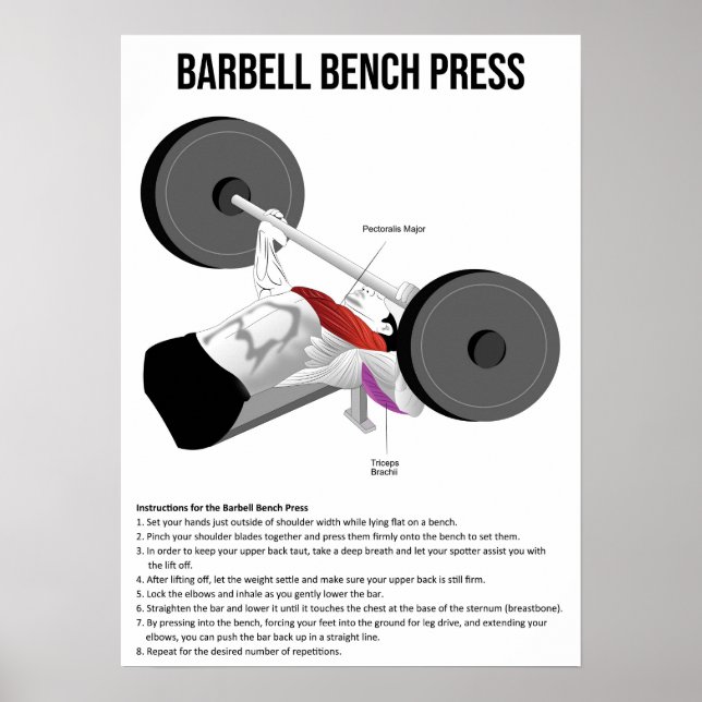 Bänkepresse - Übung - Diagramm der Muskelanatomie Poster (Vorne)