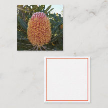 Banksia-Blume