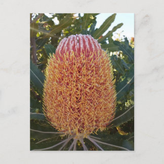Banksia-Blume Postkarte