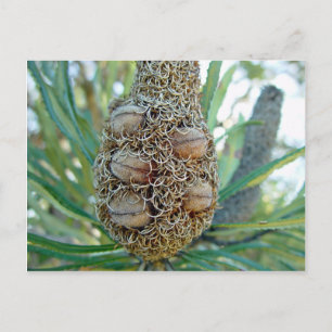 Banksia-Kegel mit Samentöpfen Postkarte